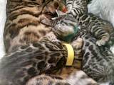 Кішки, кошенята Бенгальськая, ціна 2500 Грн., Фото