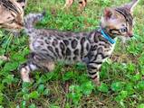 Кошки, котята Бенгальская, цена 2500 Грн., Фото