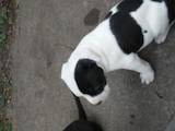Собаки, щенки Американский бульдог, цена 3000 Грн., Фото