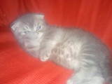 Кошки, котята Шотландская вислоухая, цена 1400 Грн., Фото