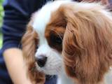 Собаки, щенята Кавалер-кинг-чарльз спаніель, ціна 37000 Грн., Фото