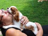 Собаки, щенки Кавалер-Кинг-Чарльз спаниель, цена 37000 Грн., Фото