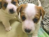 Собаки, щенки Джек Рассел терьер, цена 4500 Грн., Фото