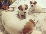 Собаки, щенки Джек Рассел терьер, цена 4500 Грн., Фото
