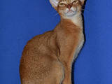 Кошки, котята Абиссинская, цена 10000 Грн., Фото