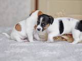 Собаки, щенята Джек Рассел тер'єр, ціна 7750 Грн., Фото