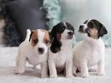 Собаки, щенки Джек Рассел терьер, цена 7750 Грн., Фото
