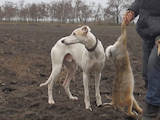 Собаки, щенята Грейхаунд, ціна 3500 Грн., Фото