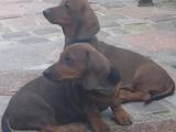 Собаки, щенки Гладкошерстная такса, цена 6500 Грн., Фото