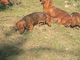 Собаки, щенята Гладкошерста такса, ціна 6500 Грн., Фото
