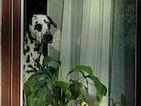 Собаки, щенки Далматин, цена 500 Грн., Фото