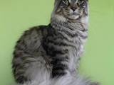 Кошки, котята Мэйн-кун, цена 13500 Грн., Фото
