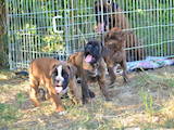 Собаки, щенки Боксер, цена 3000 Грн., Фото