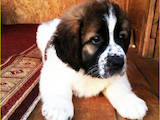 Собаки, щенята Московська сторожова, ціна 5500 Грн., Фото