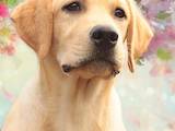 Собаки, щенки Лабрадор ретривер, цена 11500 Грн., Фото