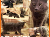 Кішки, кошенята Нeбелунг, ціна 500 Грн., Фото