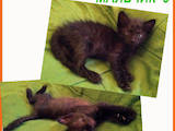Кошки, котята Нeбелунг, цена 500 Грн., Фото