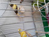 Папуги й птахи Канарки, ціна 200 Грн., Фото