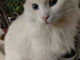 Кішки, кошенята Турецький ван, ціна 1000 Грн., Фото