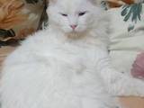 Кошки, котята Турецкий ван, цена 1000 Грн., Фото
