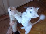 Кошки, котята Турецкий ван, цена 1000 Грн., Фото