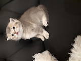 Кішки, кошенята Британська короткошерста, ціна 10400 Грн., Фото