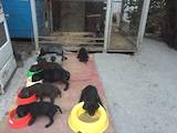 Собаки, щенята Німецька гладкошерста лягава, ціна 8500 Грн., Фото