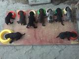 Собаки, щенки Немецкая гладкошерстная легавая, цена 8500 Грн., Фото