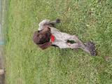 Собаки, щенята Німецька гладкошерста лягава, ціна 100 Грн., Фото