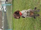 Собаки, щенята Німецька гладкошерста лягава, ціна 100 Грн., Фото