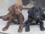 Собаки, щенки Немецкая гладкошерстная легавая, цена 6600 Грн., Фото