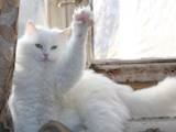 Кішки, кошенята Турецька Ангора, ціна 500 Грн., Фото