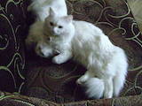 Кішки, кошенята Турецька Ангора, ціна 500 Грн., Фото
