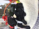 Собаки, щенята Кане Корсо, ціна 6000 Грн., Фото