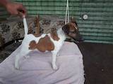 Собаки, щенки Гладкошерстный фокстерьер, цена 3000 Грн., Фото