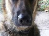 Собаки, щенята Середньоазіатська вівчарка, ціна 2000 Грн., Фото