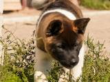 Собаки, щенята Американський акіта, ціна 25000 Грн., Фото