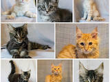 Кошки, котята Мэйн-кун, цена 3500 Грн., Фото