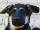 Собаки, щенки Восточно-Европейская овчарка, цена 12000 Грн., Фото