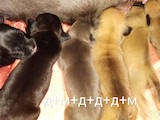 Собаки, щенята Американський стаффордширський тер'єр, ціна 4000 Грн., Фото