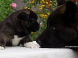 Собаки, щенки Американский акита, цена 28000 Грн., Фото