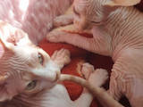 Кішки, кошенята Канадський сфінкс, ціна 2000 Грн., Фото