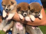 Собаки, щенки Акита-ину, цена 17000 Грн., Фото