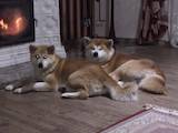Собаки, щенята Акіта-іну, ціна 17000 Грн., Фото