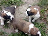 Собаки, щенки Сенбернар, цена 4000 Грн., Фото