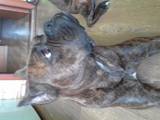 Собаки, щенята Боксер, ціна 3000 Грн., Фото