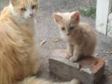 Кішки, кошенята Невідома порода, ціна 20 Грн., Фото