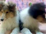 Собаки, щенки Длинношерстный колли, цена 6500 Грн., Фото