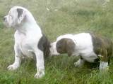 Собаки, щенки Американский бульдог, цена 4000 Грн., Фото