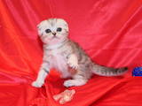 Кішки, кошенята Шотландська висловуха, ціна 4500 Грн., Фото